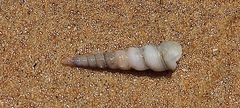 Turritellinella