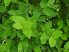 Lonicera canadensis