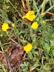 Ranunculus bulbosus
