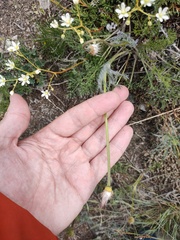 Pulsatilla tenuiloba