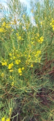 Acacia nematophylla