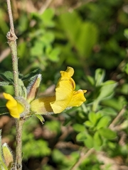 Chamaecytisus hirsutus