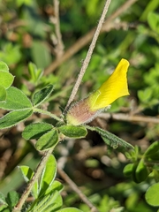 Chamaecytisus hirsutus