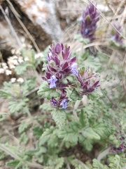 Dracocephalum pinnatum