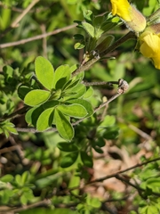 Chamaecytisus hirsutus