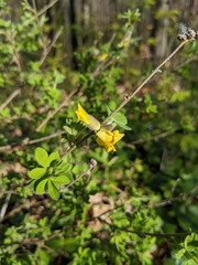 Chamaecytisus hirsutus
