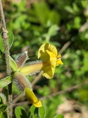 Chamaecytisus hirsutus