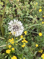 Taraxacum