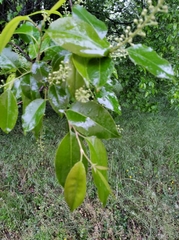 Prunus serotina