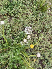 Taraxacum