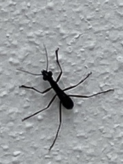 Tricondyla