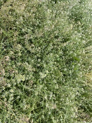 Capsella bursa-pastoris