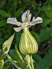 Silene latifolia
