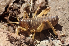 Deinacrida connectens