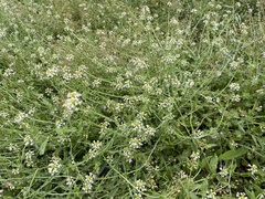 Capsella bursa-pastoris