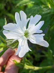 Silene latifolia