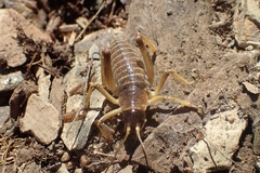 Deinacrida connectens