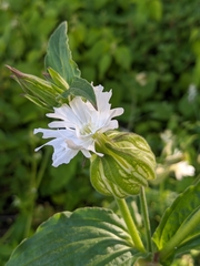 Silene latifolia