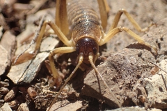 Deinacrida connectens