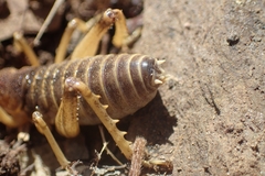 Deinacrida connectens