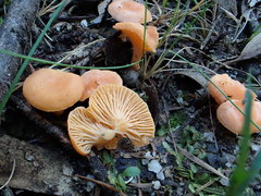 Cantharellus concinnus