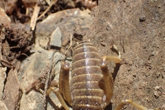 Deinacrida connectens