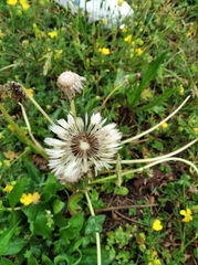 Asteraceae