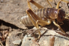 Deinacrida connectens