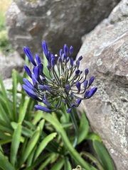 Agapanthus campanulatus