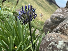 Agapanthus campanulatus