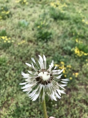 Taraxacum