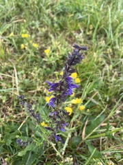 Salvia pratensis