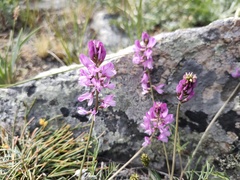 Astragalus versicolor