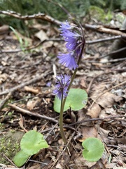 Soldanella montana