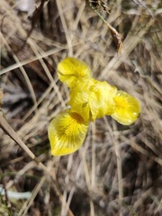 Iris humilis