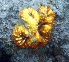Acanthastrea pachysepta