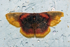 Chrysocraspeda