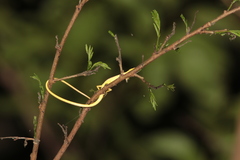 Takydromus sauteri