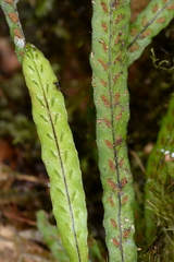 Oreogrammitis subevenosa