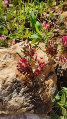 Anthyllis vulneraria maura