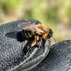 Andrena nigroaenea