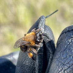 Andrena nigroaenea