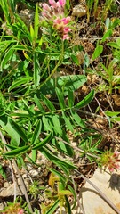Anthyllis vulneraria maura