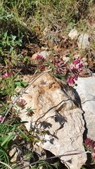 Anthyllis vulneraria maura