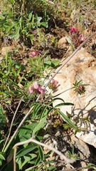 Anthyllis vulneraria maura