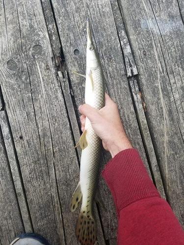 Lepisosteus platostomus