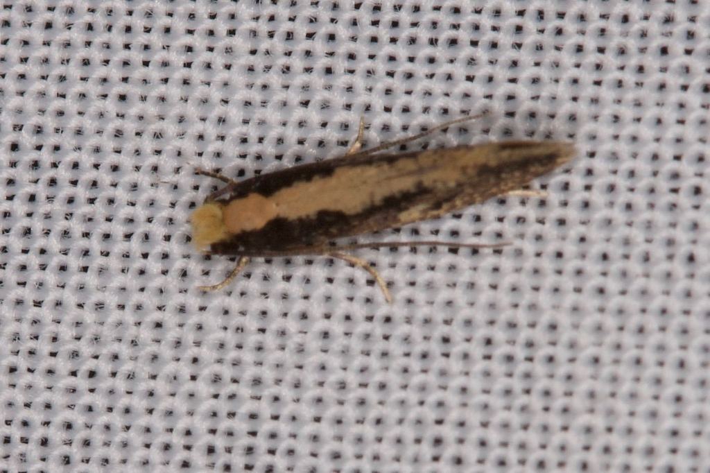 Bird Nest Moth from 51 Kunyung Rd, Mount Eliza VIC 3930, Australia on