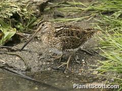 Gallinago magellanica