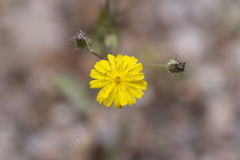 Crepis micrantha