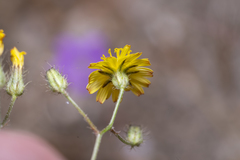 Crepis micrantha